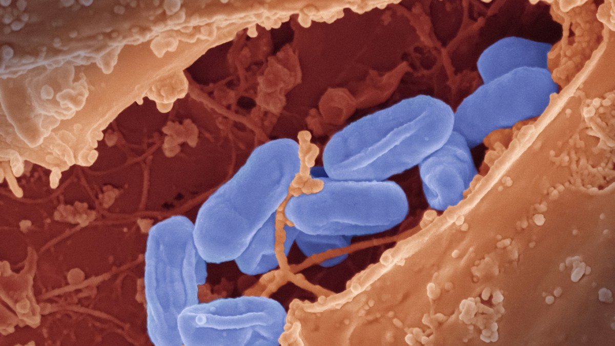 2026 09 15 nyusankin torisugi h2 01